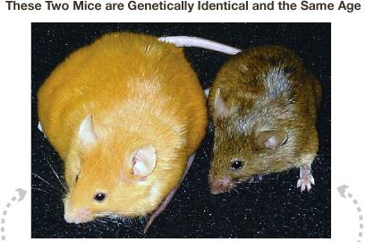 Rysunek: ¹ródªo: http://learn.genetics.