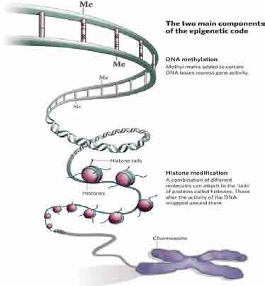 Rola chromatyny w regulacji ekspresji genów