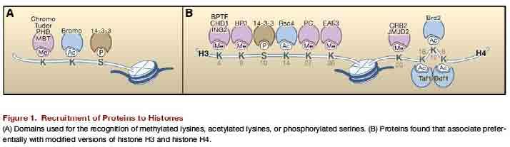 Mechanizm działania ania modyfikacji potranslacyjnych białek histonowych Działanie anie bezpośrednie: zmiany w oddziaływaniach