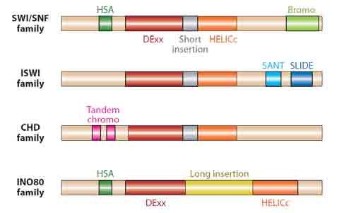 Wyróżniamy cztery rodziny kompleksów odpowiedzialnych za przebudowę chromatyny: SWI2: zawieraja bromodomenę, wszystkie rodzaje przebudowy chromatyny ISWI: