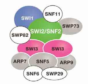 Kompleksy przebudowujące chromatynę składają się z wielu białkowych podjednostek Drożdżowy SWI/SNF: 11 białek potrzebny do ekspresji genów