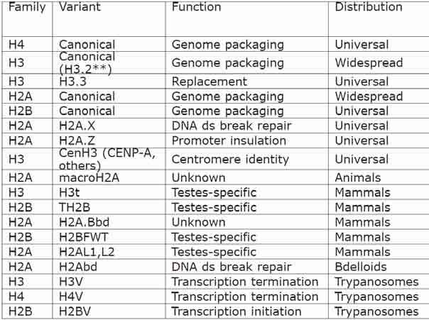 Warianty histonów: X-inactivation Talbert