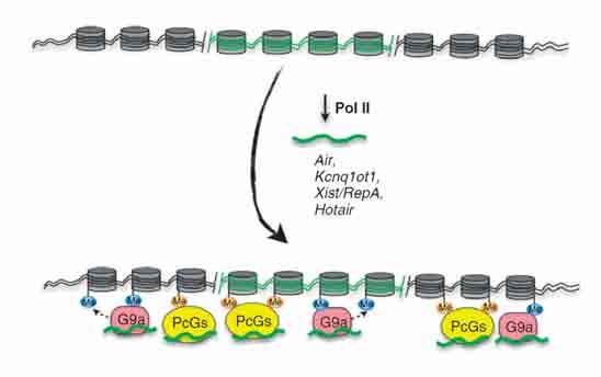 Epigenetyczna regulacja ekspresji genów przez lncrna u ssaków niektóre lncrna (transkrypty polimerazy RNA II) rekrutują kompleksy wyciszające ce transkrypcję do odpowiednich rejonów genomu, zarówno