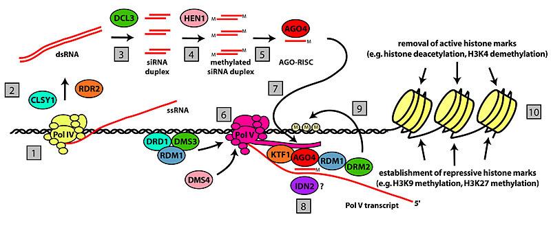 Model mechanizmu metylacji DNA zależnej od RNA (RdDM- RNA-directed DNA methylation)