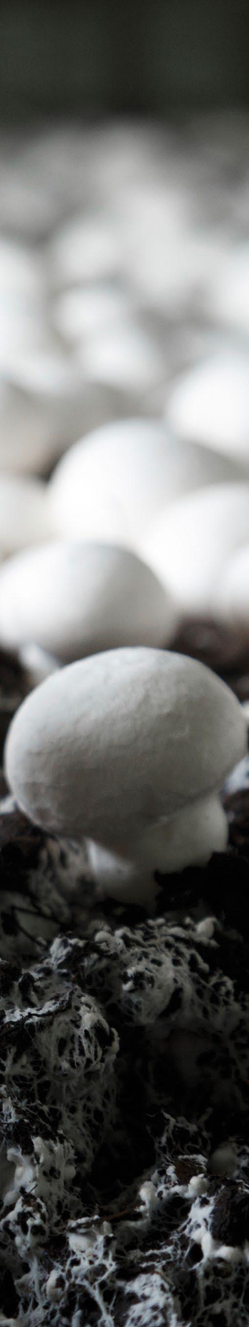 POWIERZCHNIE ZMYWALNE MYCIE I DEZYNFEKCJA POWIERZCHNIE ZMYWALNE DEZYNFEKCJA DR FOAM FLUX Alkaliczny produkt myjący-odtłuszczający-dezynfekujący DR SURFASteril DA Produkt dezynfekujący Produkt