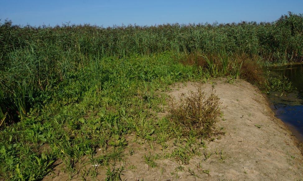 Ryc. 6.5 Zbiorowisko Polygono-Bidentetum na odsłoniętym brzegu rzeki (fot. B. Matowicka, 2013) gnienie całego obszaru uroczyska.