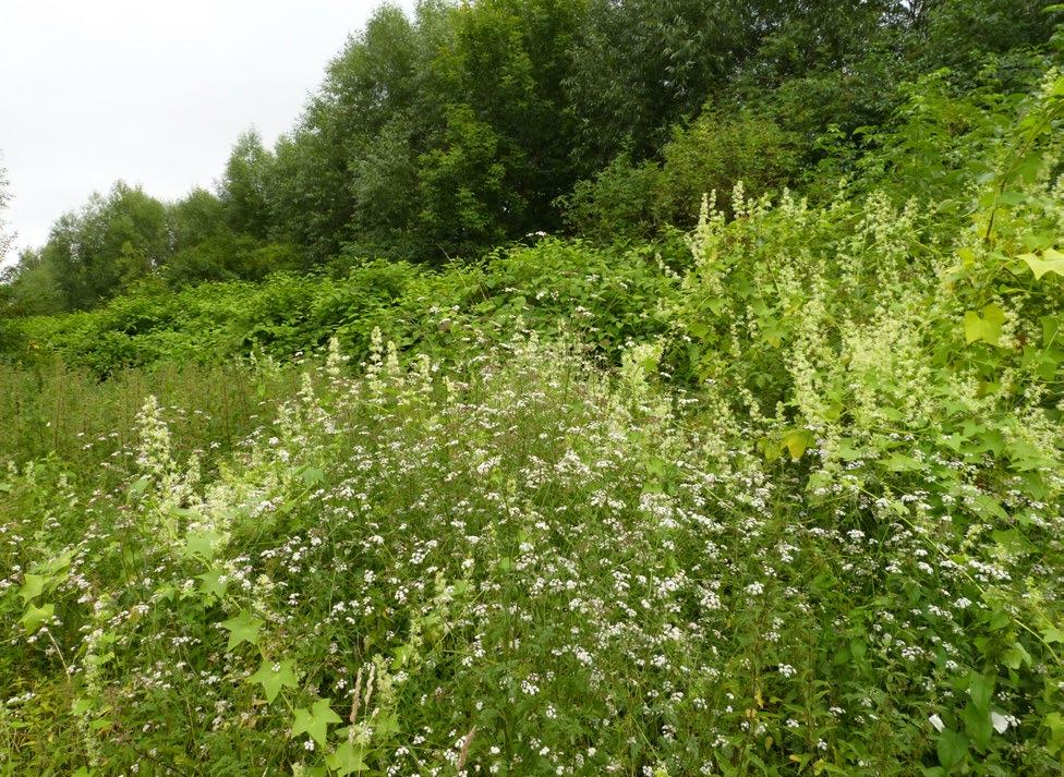Ryc. 6.25 Inwazyjne gatunki obce kolczurka klapowana Echinocystis lobata i rdestowiec ostrokończysty Reynoutria japonica (w głębi) k. Łap (fot. D. Wołkowycki, 2013) w Kol. Bokiny i w Łapach.