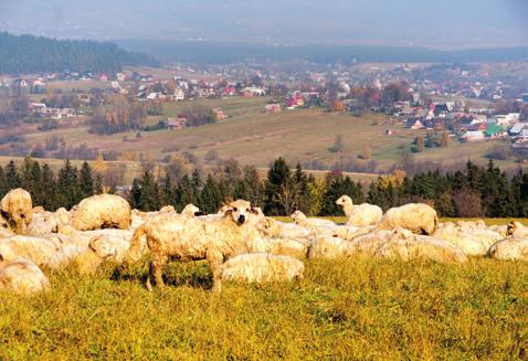 Leskowiec 30 BESKID