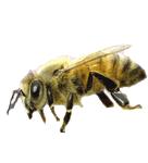 procesu pozyskiwania miodu i produktów pszczelich