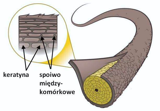Zewnętrzna warstwa włosa składa się z keratynowych łusek połączonych ze sobą spoiwem-cementem międzykomórkowym, którego głównym składnikiem są lipidy.