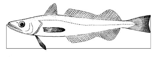 4. Wymiary langusty (Palinuridae) oznacza się w sposób pokazany na rysunku 4, jako długość karapaksu, równolegle do linii środkowej, od wierzchołka rostrum do punktu środkowego końcowego brzegu