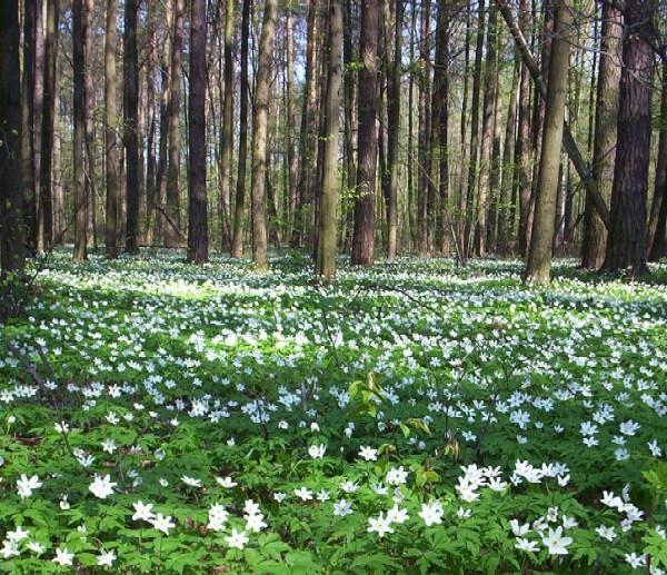 Wiosna jedna z czterech podstawowych pór roku w przyrodzie, w strefie klimatu umiarkowanego.