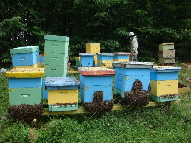 33 Rodziny pszczele zaraz po zabraniu czerwiu i przesiedleniu ich na ramki z węzą, sposób