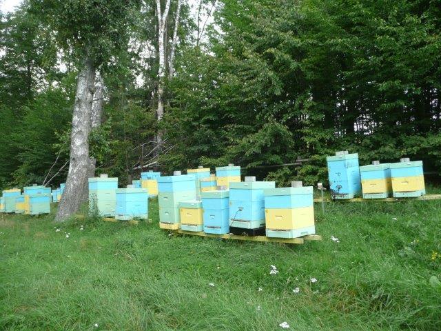 34 Pasieka umiejscowiona pod lasem, izolowana od innych pszczół w