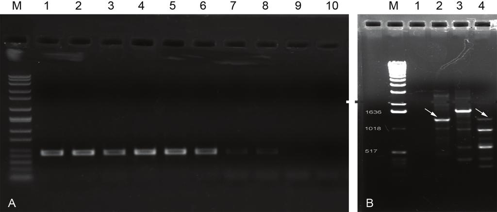 1136 Progress in Plant Protection/Postępy w Ochronie Roślin 50 (3) 2010 Rys. 1. A Elektroforogram produktów PCR w żelu agarozowym, M wzorzec 1kb, 18 badane izolaty, 9 T.