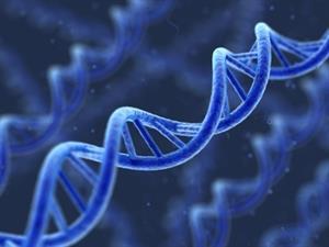 Oczyszczone DNA