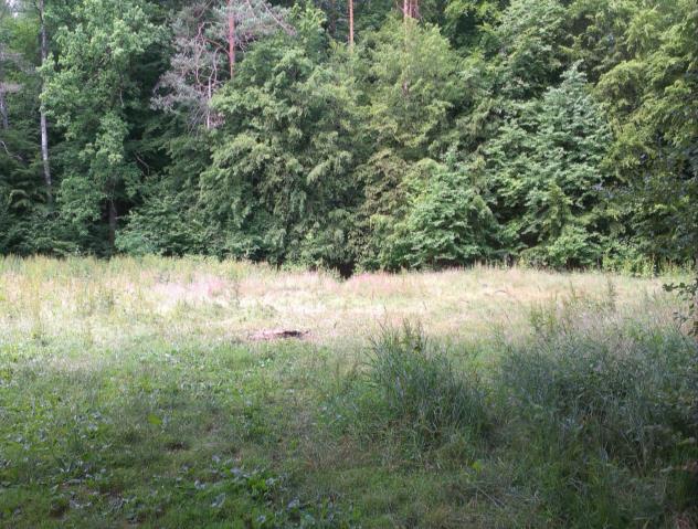 Fot. 1 Stan istniejący dz. nr 253/11 obręb Krzynia. 7.