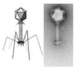 rząd Caudivirales 96% znanych fagów gospodarze: Eubacteria i Archaea ikozaedralna główka +