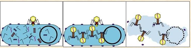 Rozpoznanie i adsorbcja faga do komórki 2.