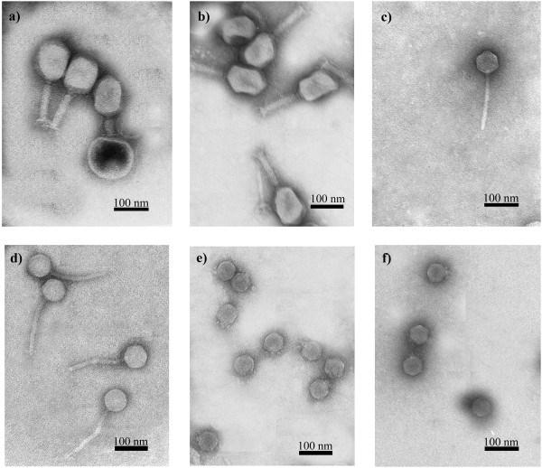 a) KP15 Myoviridae family