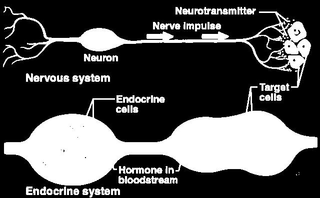 UKŁAD ENDOKRYNOWY Przekazywanie informacji w układach nerwowym i endokrynowym neurotransmiter
