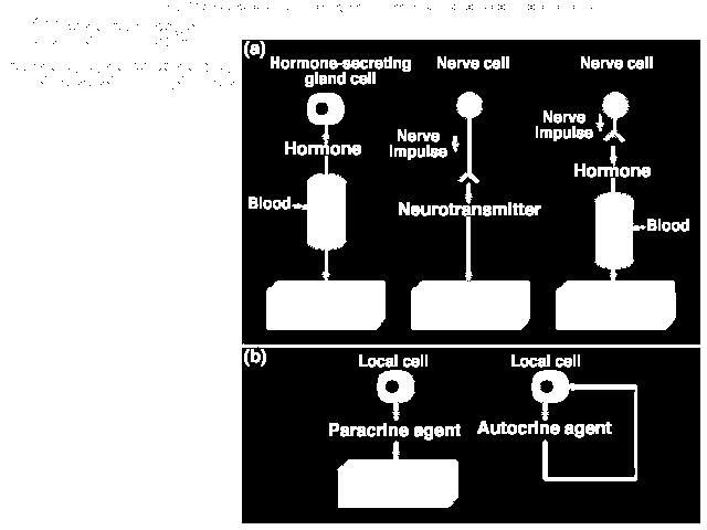 Chemiczne przekaźniki informacji hormon impuls nerwowy krew komórka gruczołowa neuron neurotransmiter impuls nerwowy neuron