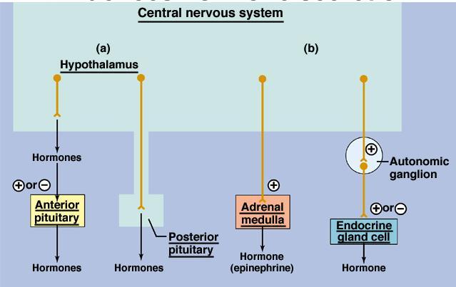 Układ nerwowy wpływa na wydzielanie hormonów PODWZGÓRZE OUN Hormony uwalniające Zwój współczulny Przedni płat przysadki