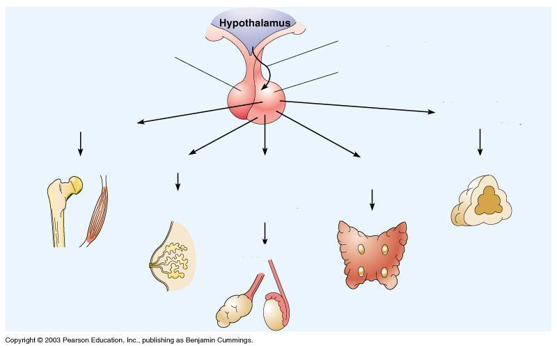 Oś podwzgórzowo-przysadkowo-gruczołowa część nerwowa przysadki hormon wzrostu (GH) układ wrotny część gruczołowa przysadki hormon adrenokortykotropowy (ACTH) kości, mięśnie prolaktyna (PRL) hormon