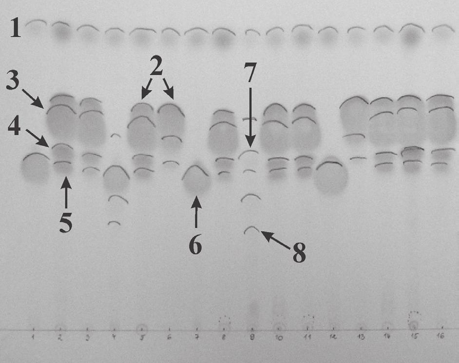 Metody badawcze we współczesnej taksonomii porostów 97 Ryc. 3. Spektrum UV kwasu usninowego uzyskanego w wyniku rozdziału HPLC ekstraktu z Protoparmeliopsis muralis (Schreb.) M. Choisy. Ryc. 2.