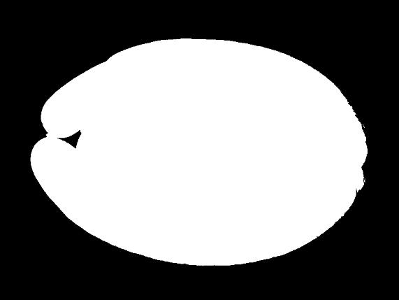 wyrobów. Kolory: naturalny, karmelowy, cebulowy, mahoniowy, łososiowy.