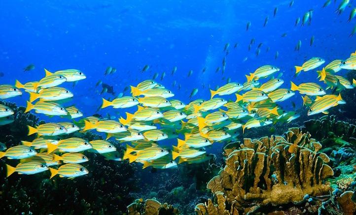 Rafy koralowe Bardzo subiektywna wizyta w wodach Morza Czerwonego, prowadząca szlakiem dużych i zupełnie małych raf koralowych, zarówno tych uczęszczanych, jak i tych, do których zapuszcza się tylko