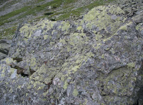 10 Fig. 4. Boulders of the rock glacier in the Świstówka Roztocka valley with several generations of lichens (by S. Kędzia, 1/07/2014) Fig. 5.