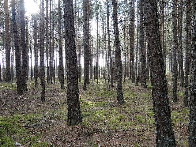 Rycina 1. To, co kulturowe i to, co naturalne współtworzy aurę danego krajobrazu: las drzew i las betonowych krzyży na cmentarzu jeńców wojennych z czasów I wojny światowej w Czersku (fot.
