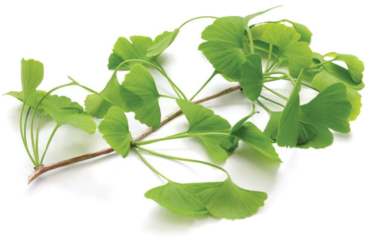 Działanie ekstraktu z ginkgo biloba zapobiega zlepianiu się płytek, rozszerza naczynia krwionośne, poprawia krążenie krwi: w mózgu poprawia jego metabolizm usprawnia pamięć, koncentrację, sprawność