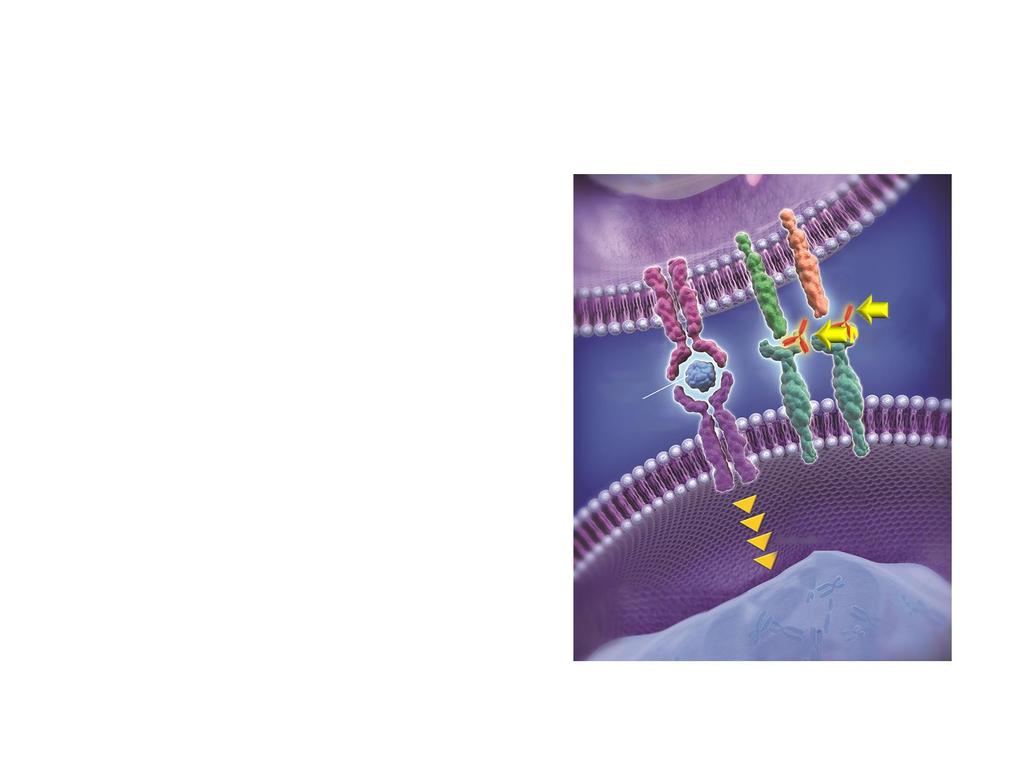 Pembrolizumab (MK-3475) Charakteryzujące się wysokim powinowactwem, humanizowane przeciwciało monoklonalne lgg4k przeciwko PD-1, które zapobiega jego interakcji z PD-L1 i PD-L2 KEYNOTE-001: aktywność