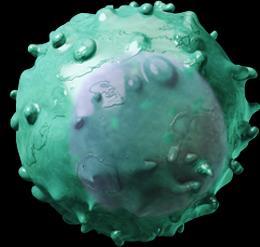 Regulacja odpowiedzi immunologicznej ze strony limfocytów T 1,2 Receptory ko-aktywujące CD28 OX40 CD137 Receptory ko-hamujące CTLA-4 PD-1 TIM-3 LAG-3 Odpowiedź limfocytów T jest regulowana przez