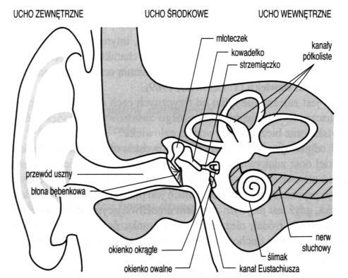 Budowa narządu słuchu Funkcje ucha zewnętrznego