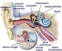 słyszenia obniża się do poziomu 16 khz, dolna