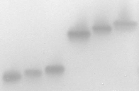 Wyniki 10/16 AAT -2c -2b -2a -3c -3b -3a - Pasmo cytoplazmatyczne (AAT-3) Alloenzym L-asparaginian mm + 2-oksoglutaran mm L-glutaminian mm Pasmo chloroplastowe (AAT-2) Szczawiooctan mm k cat s -1 k