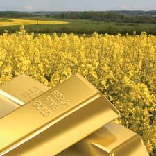 HYBRIGOLD F1 Żywe złoto na Twoim polu Mieszaniec po raz pierwszy wprowadzony na polski rynek w 2009. Pozwala na uzyskanie ponadprzeciętnych plonów na glebach ciężkich, zasobnych w wodę.