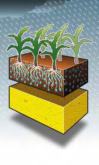 Perkolacja (przesączanie): zdolność gleby do odprowadzania gleby do głębszych warstw profilu glebowego. Dojrzałość gleby: zdolność gleby do wchłaniania gleby i przechowywania jej w okresie suchym.