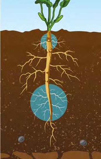 plan żywieniowy się wzrost korzeni i zakłóca rozwój całego systemu korzeniowego, który nie zapewnia wystarczającej ilości skłądników odżywczych części roślin nad ziemią, a r jestona z kolei bardziej