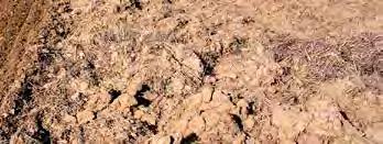 Nagromadzenia słomy to idealne środowisko do rozwoju ślimaków i podobnych szkodników ZRÓWNOWAŻONY ROZWÓJ Osiaganie odpowiednich plonów to główny cel w rolnictwie.