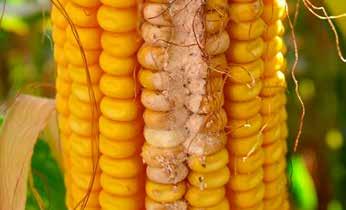 latach. Kukurydza to roślina która przynosi nam bardzo dużą ilość masy zielonej oraz oraz bardzo mocny i bujny system korzeniowy przy odpowiedniej uprawie gleby i jej odzywianiu.
