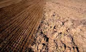 W tak przygotowanej glebie rośliny kiełkują równomiernie, oraz rośliny podznaczają się szybkim rozwojem, ponieważ gleba uprawiona jest głęboko