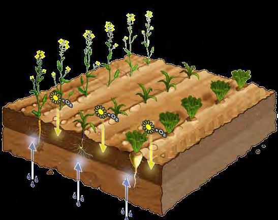 przykryte nasiona, nierówne wschody Przygotowanie przedsiewne może zostać również praktykowane w uprawie minimalnej do ocieplenia górnej warstwy