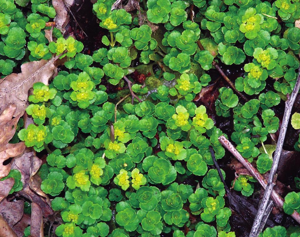 Chrońmy Przyr. Ojcz. rocznik 68, zeszyt 6, 2012 Ryc. 1. Śledziennica naprzeciwlistna Chrysosplenium opposi folium na stanowisku w okolicy Lipska Żarskiego (24.04.2010 r., fot. P. Kobierski) Fig. 1. Chrysosplenium opposi folium at the site in the vicinity of Lipsk Żarski (24 April, 2010; photo by P.