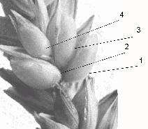66 M. GEODECKI i in. pszenicy z wyraźnie widocznym kłoskiem, a w nim ułoŝonymi naprzemianlegle ziarniakami przedstawiono na rysunku 1.