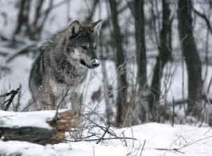 *1352 Wilk Canis lupus (Linnaeus, 1758) drapieżnik z rodziny psowatych Canidae Rozmieszczenie Gatunek występuje w całych Karpatach od Bieszczadów po Beskid Śląski i Żywiecki.