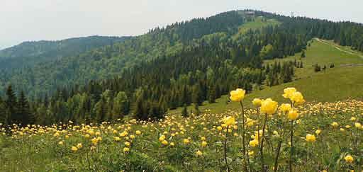 Natura 2000 w Karpatach S t r a t e g i a z a r z ą d z a n i a o b s z a r a m i N a t